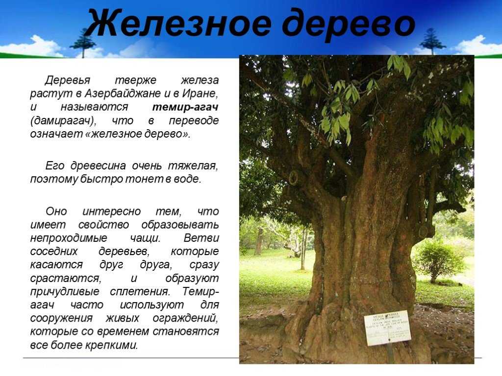 Деревья и древняя русь: предания, поверья, обряды, образ дерева в русских сказках.
