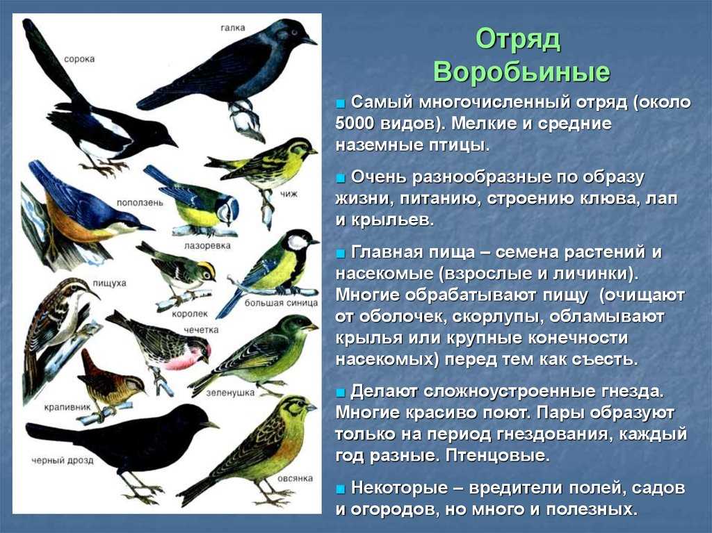 На каких птиц охотятся: виды, описание, фото - truehunter.ru