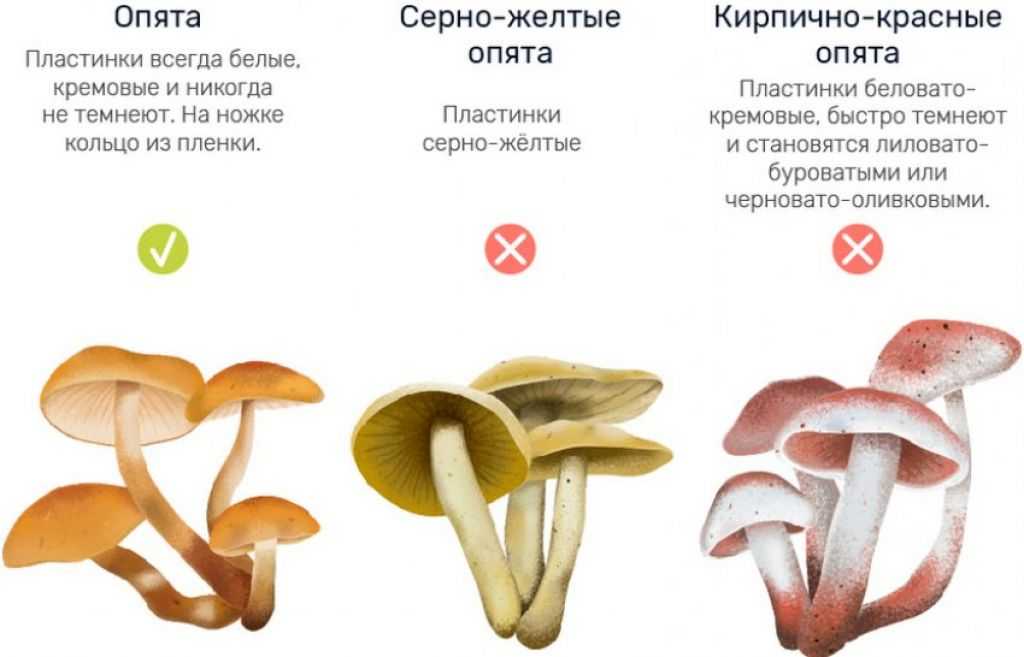 Ядовитые грибы опята: фото и описание съедобных и ложных грибов, отличительные особенности