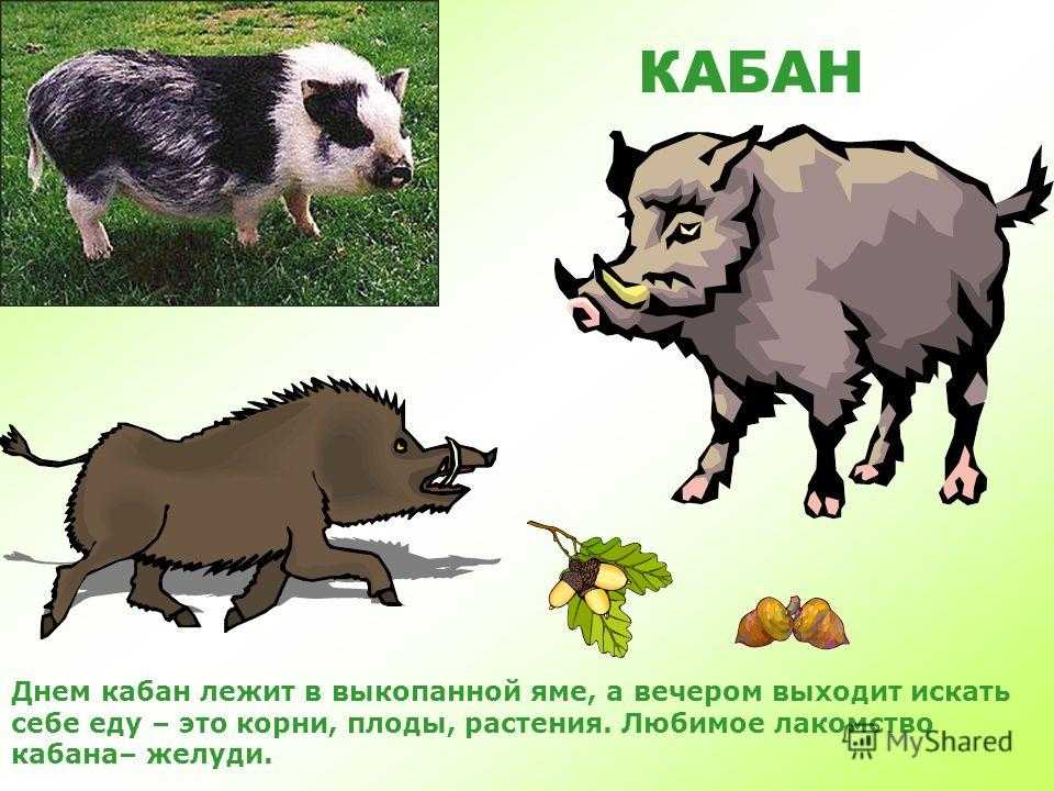 Кабан (дикая свинья)