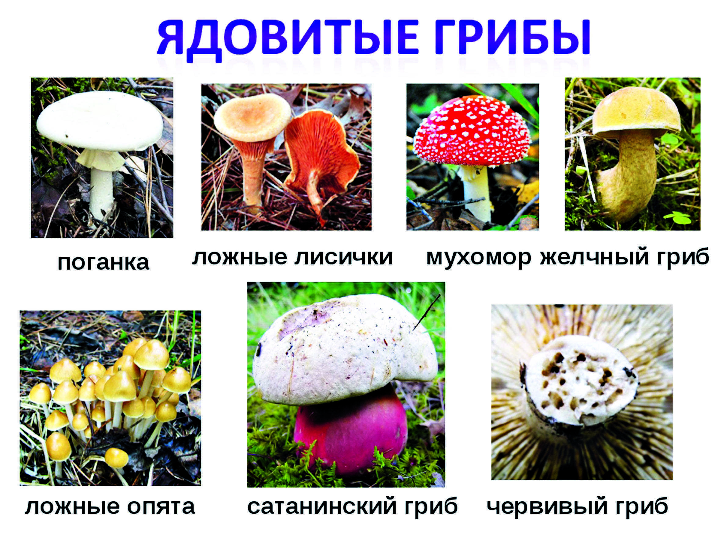 Самые ядовитые грибы в мире: описание и фотографии