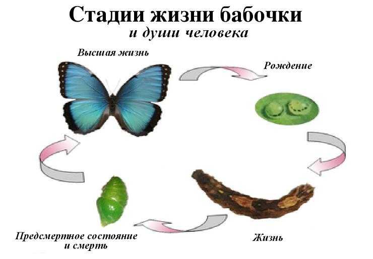 Бабочка, которая считалась гусеницей (рассказ о трансформации) / психология | психология, философия и размышления о жизни.