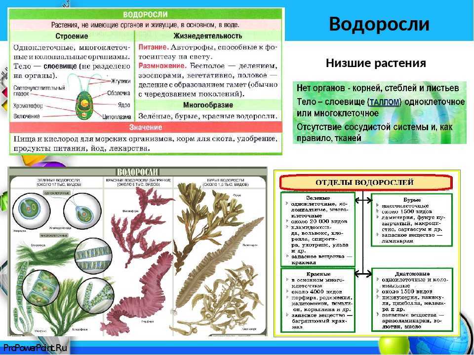 Классификация растений – какие бывают виды наземных растений, таблица примеров по окружающему миру