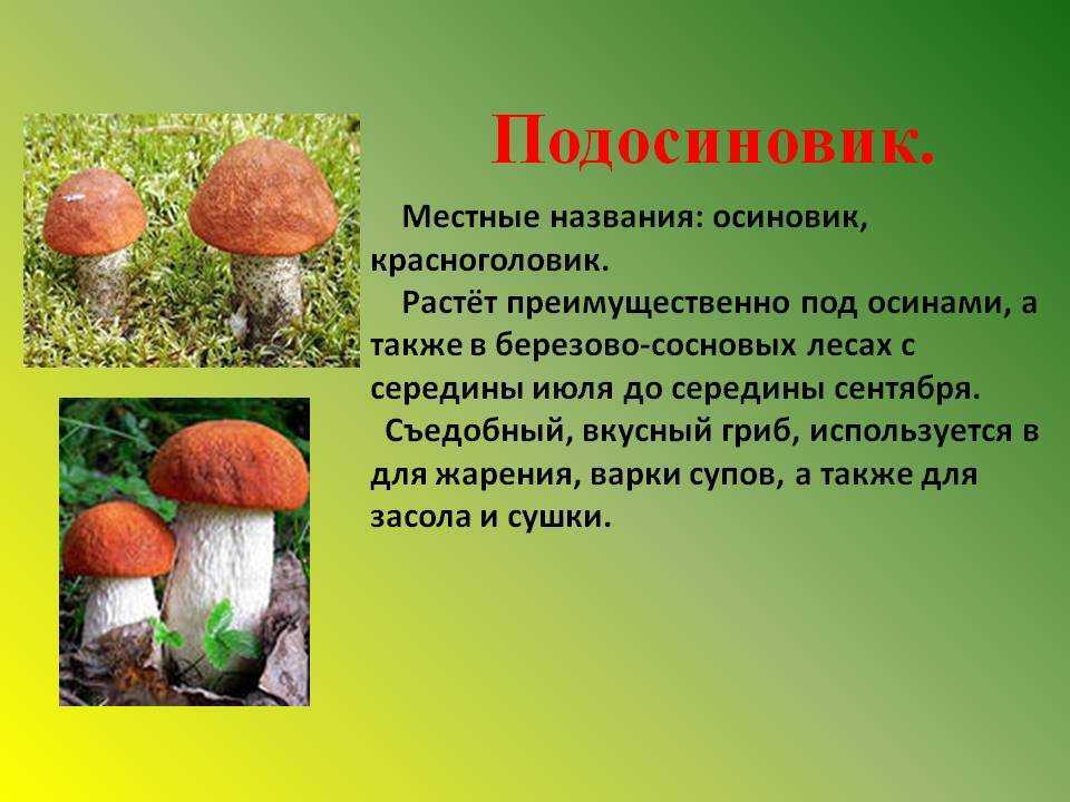 Подосиновики: как выглядят, где растут, описание видов