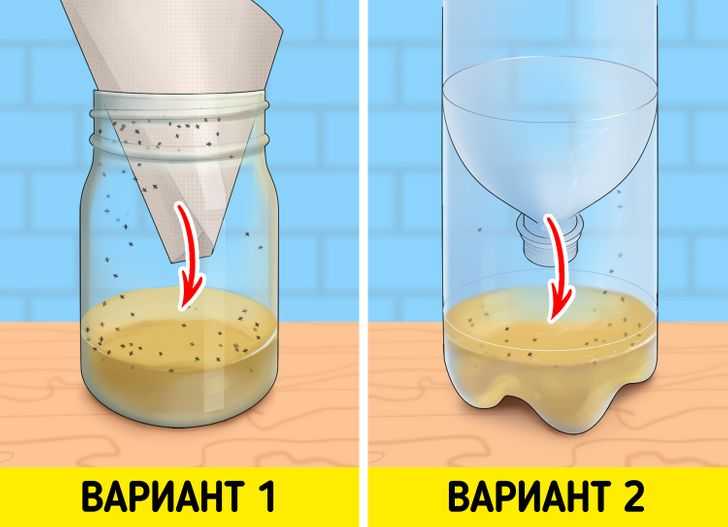 Дрозофилы: как избавиться от этих мушек в квартире