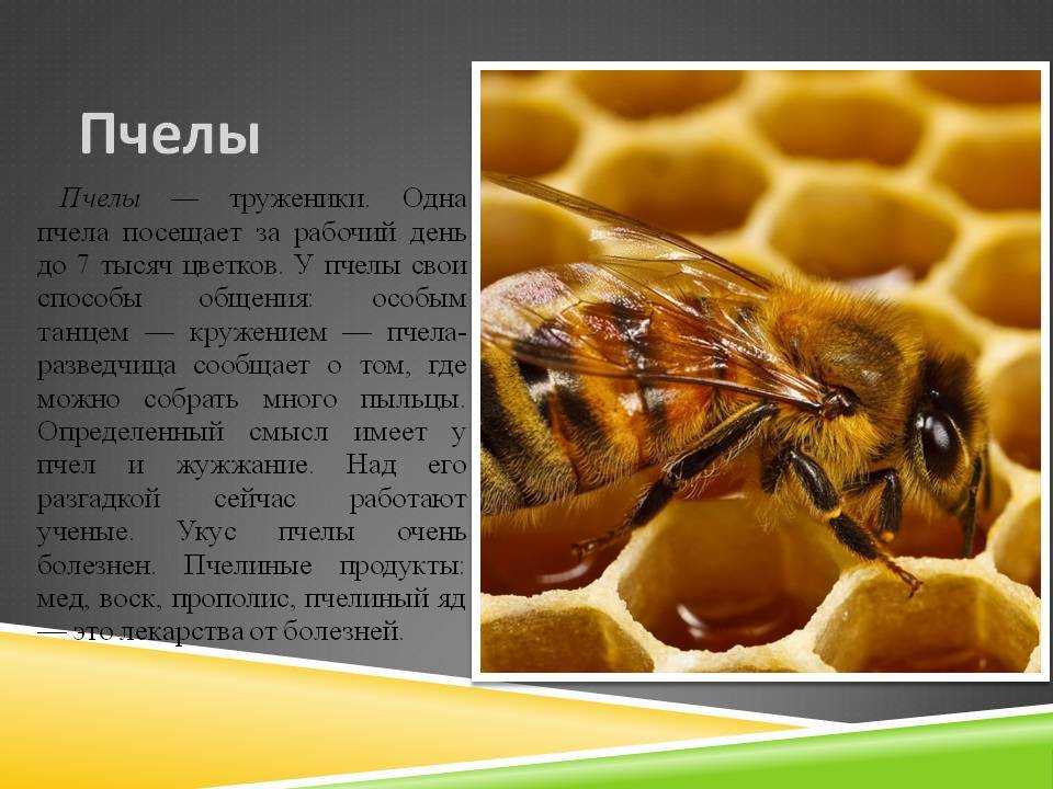 Пчела насекомое. образ жизни и среда обитания пчелы | животный мир