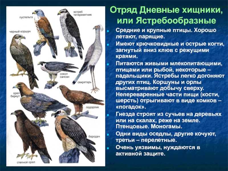 Птицы россии