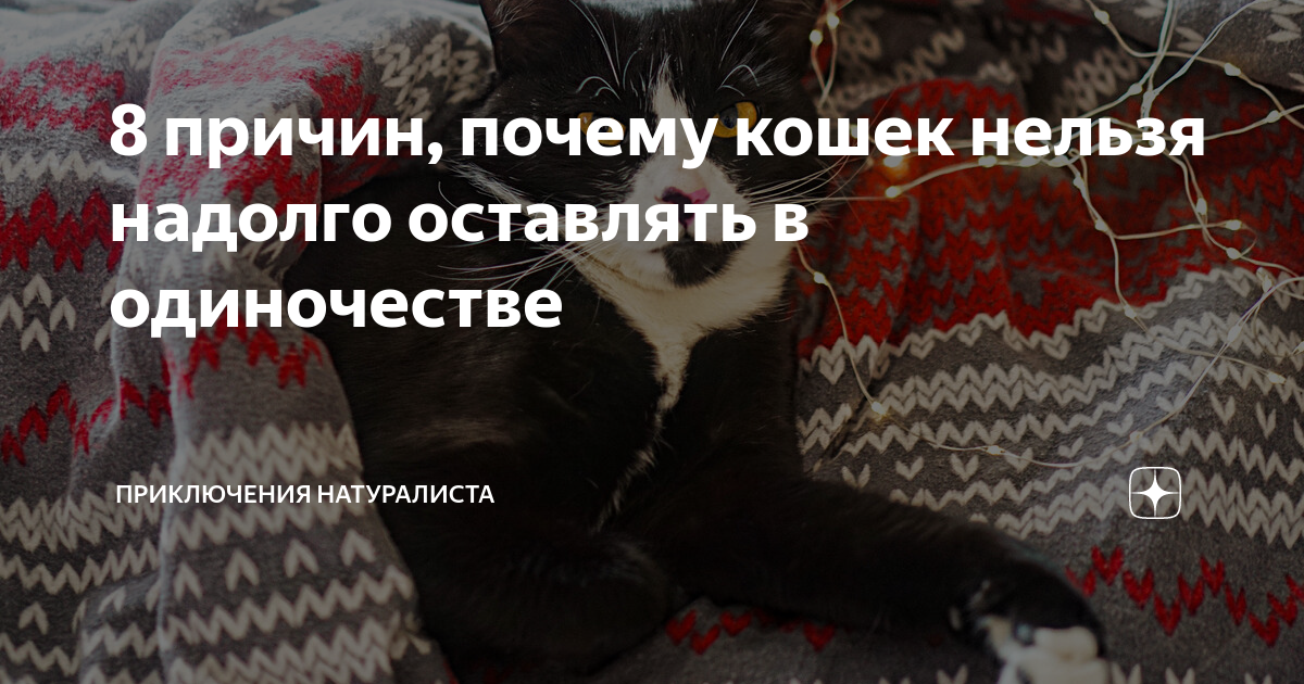 Зачем кошки топчут нас лапками с когтями и мурчат