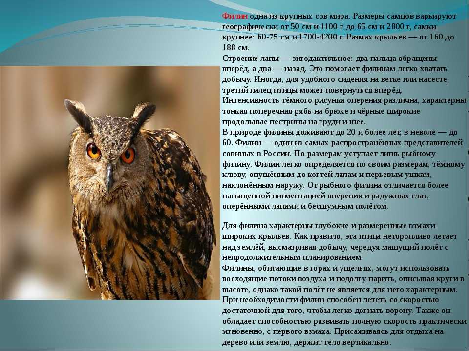 Сова птица. описание, особенности, виды, образ жизни и среда обитания совы
