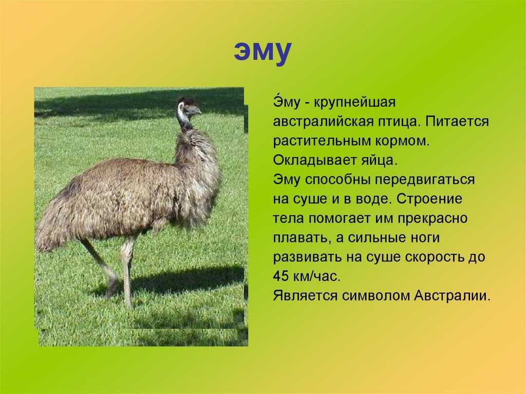Дикая природа австралии: хищники, редкие животные и растения и обитатели гор и водоемов - tarologiay.ru
