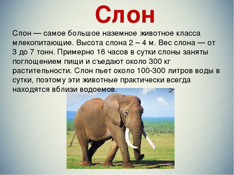 Слон животное. образ жизни и среда обитания слона