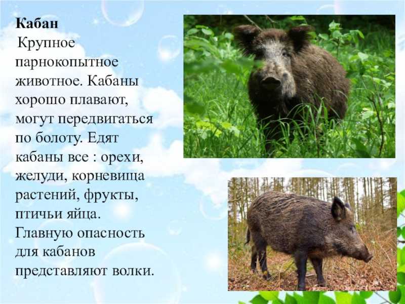 Кабан (вепрь, дикая свинья) – фото, описание, чем питается