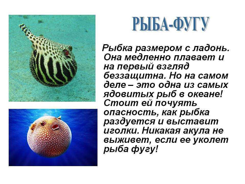 о рыбе фугу, ее образе жизни Также перечисляются ее особенности, виды и места обитания