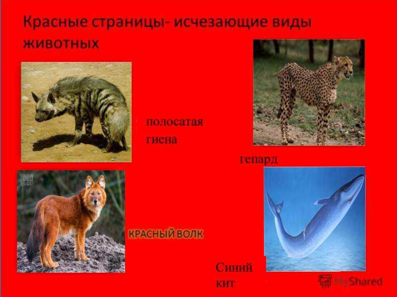 Подробное описание с фото всех животных, включенных в красную книгу россии