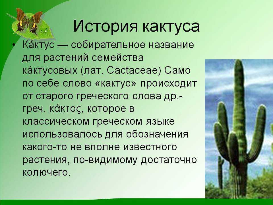 Кактусы: общее представление и характеристика