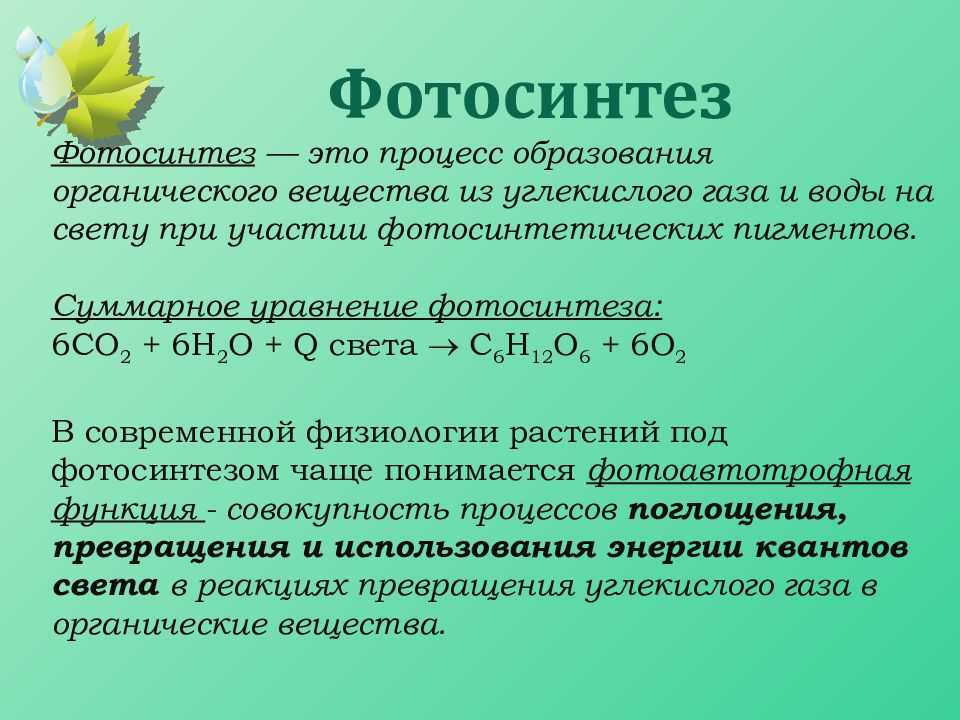 Фотосинтез зимой — от земли до неба