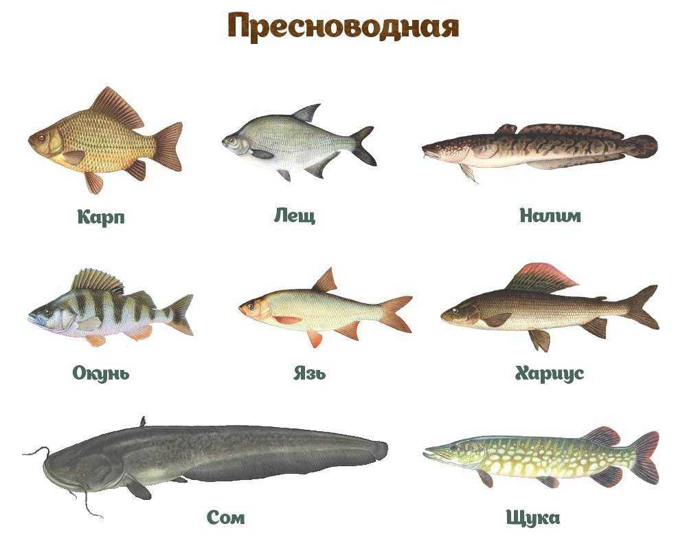 Рыбы (группа животных): представители с фото и описаниями