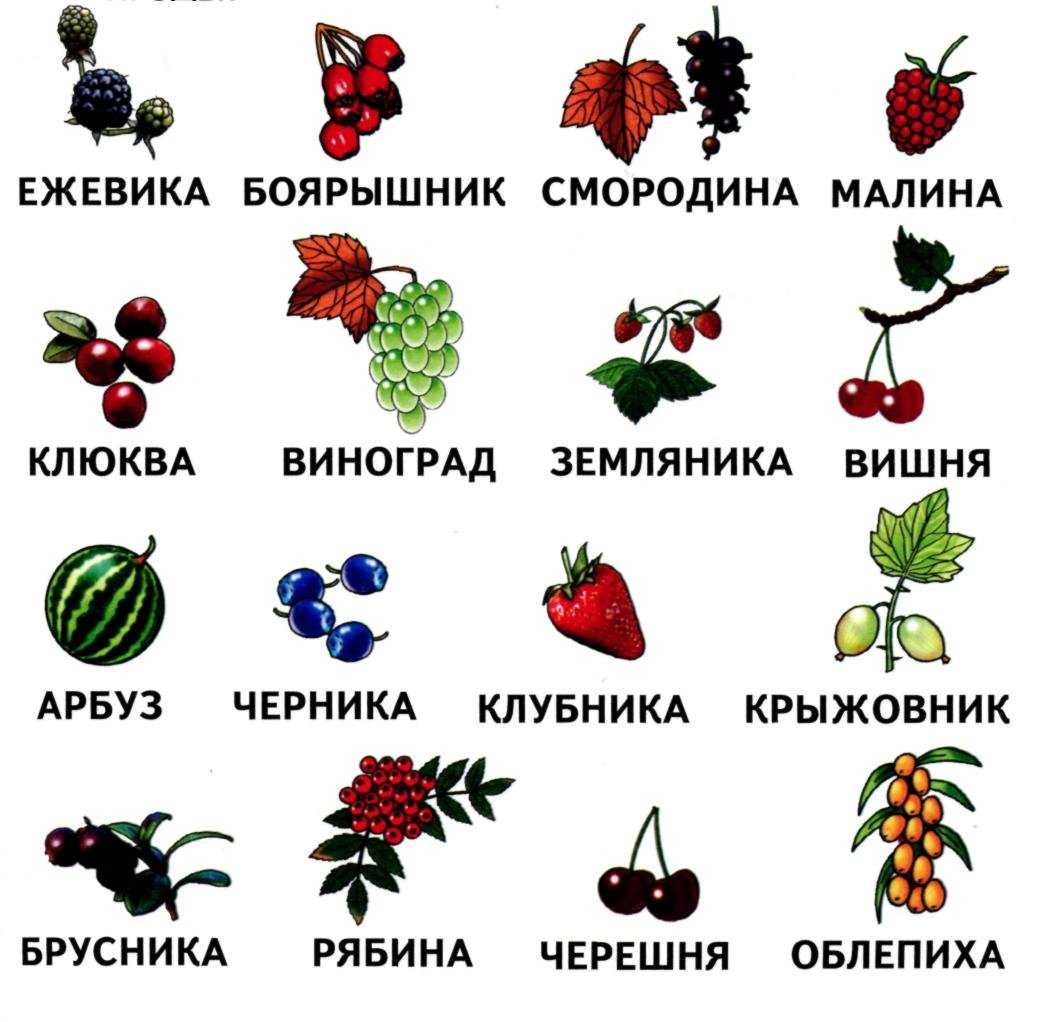 Черные ягоды: что можно есть, а от чего нужно отказаться