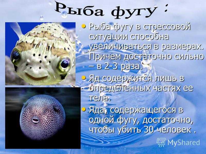 Рыба которая надувается как шар: как ухаживать за иглобрюхом
