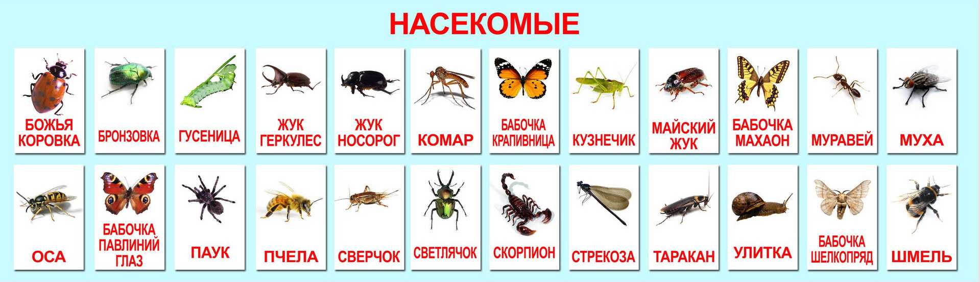 Странные, причудливые и интересные насекомые мира - zefirka
