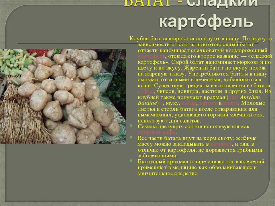 Чем батат отличается от картофеля: калорийность, сравнение, есть ли разница между этими овощами или нет, а также что полезнее?