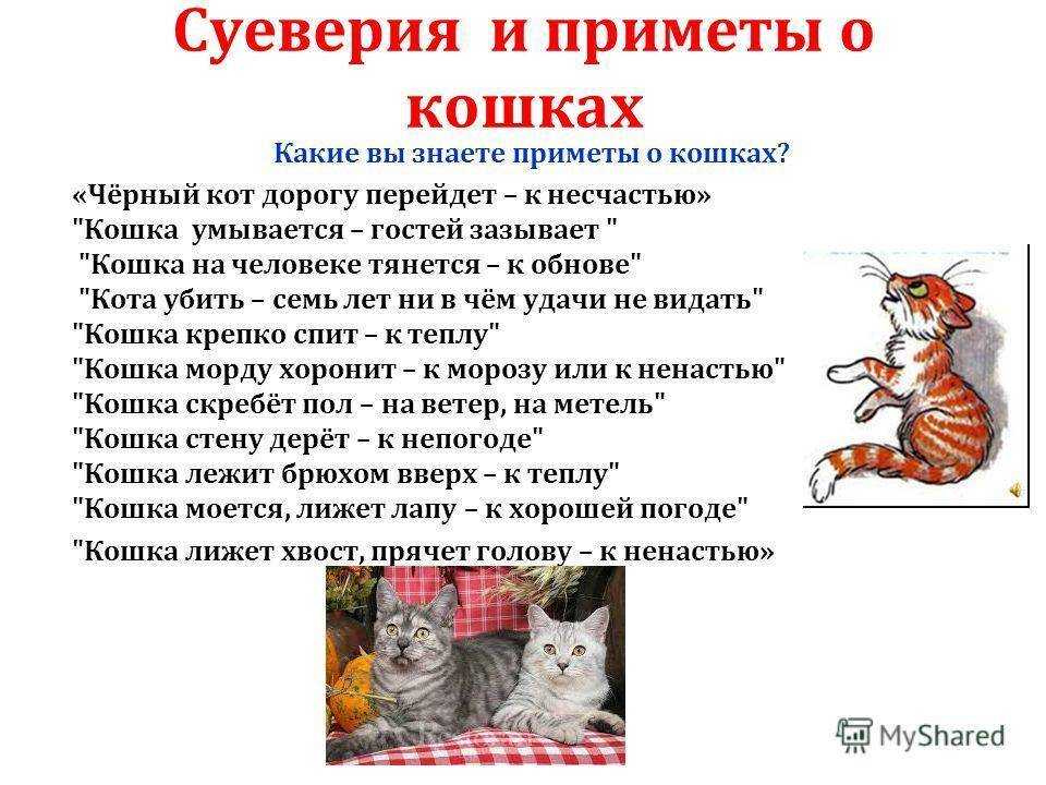 Поведение кошек: раскрываем секреты особенностей психологии животных