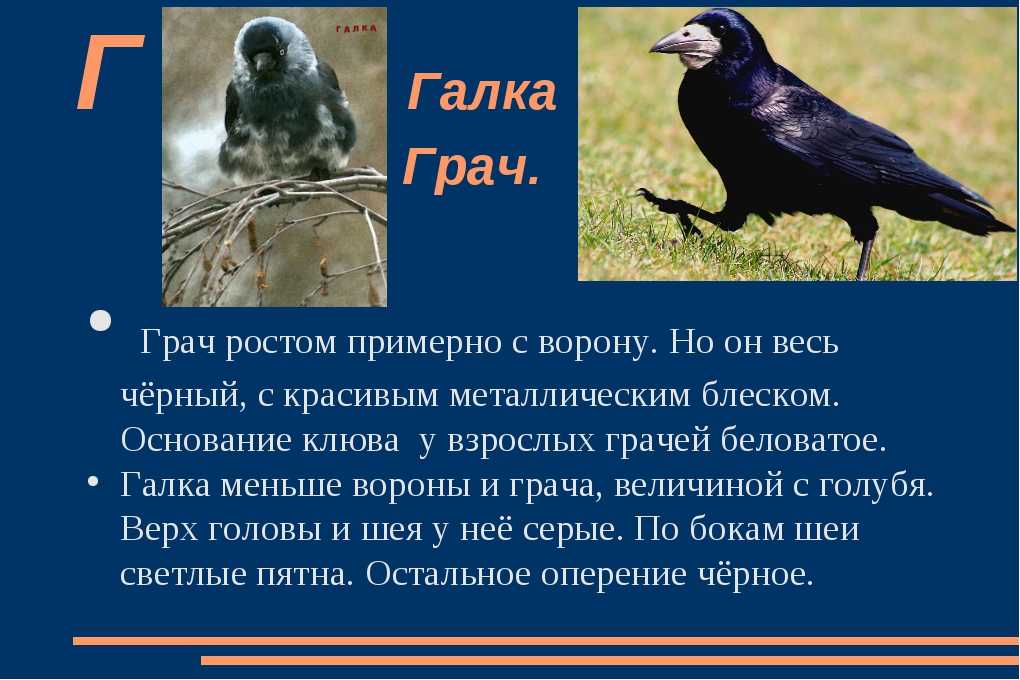 Серая ворона  фото, описание, ареал, питание, враги 
     > интересные факты о животных, птицах, растениях