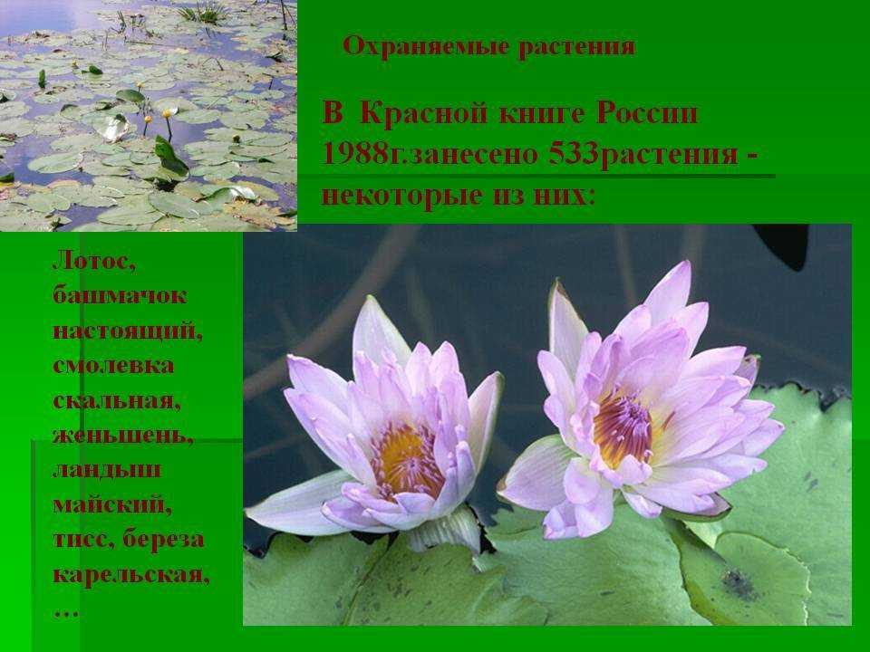 Доклад на тему растения красной книги сообщение