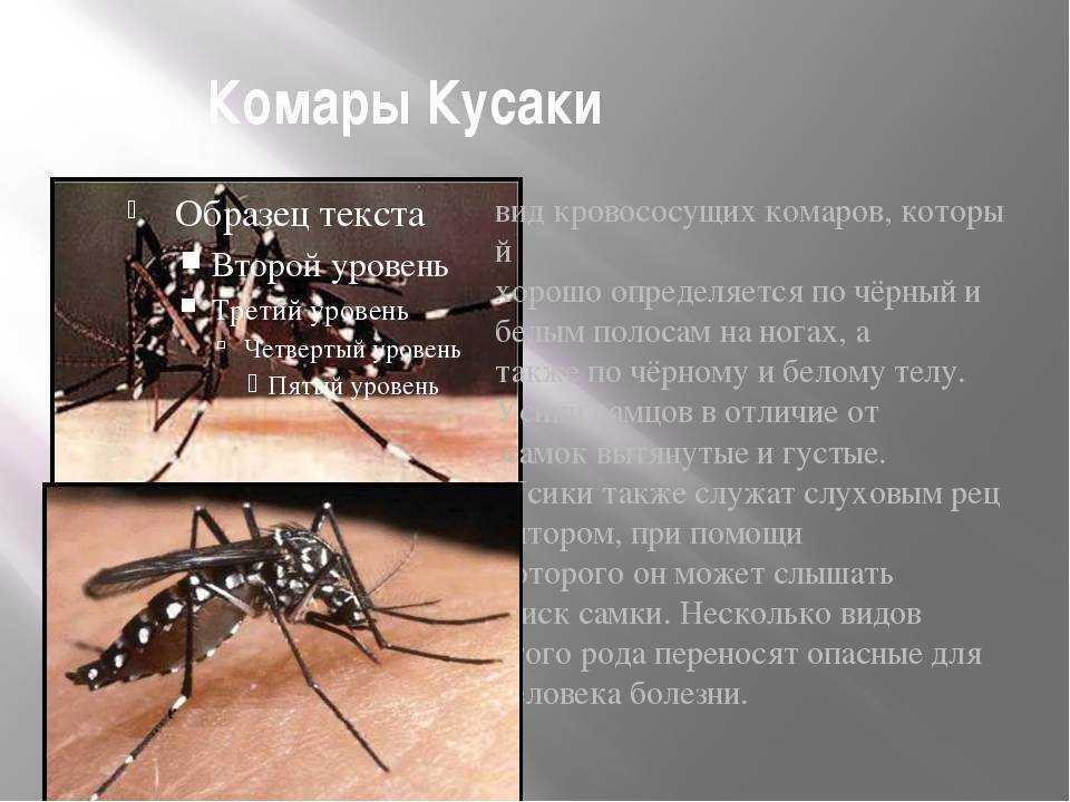 Комар обыкновенный: описание и внешний вид