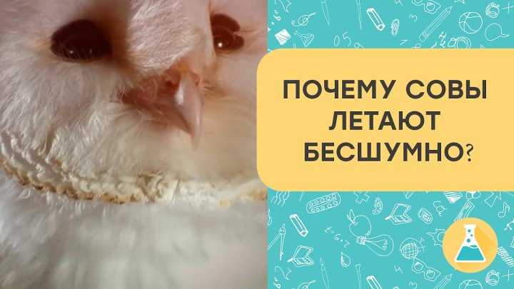 Сова птица. описание, особенности, виды, образ жизни и среда обитания совы | живность.ру