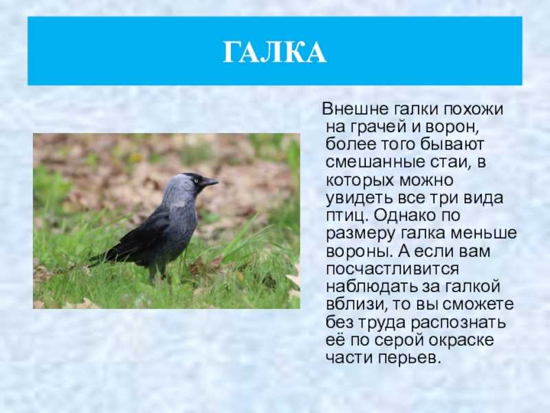 Ворона — ареал обитания, виды, питание, размножение, содержание дома + (99 фото + видео)