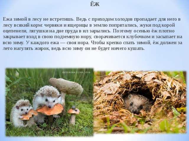 Факты о ежиках. 24 интересных факта о ежах | интересные факты