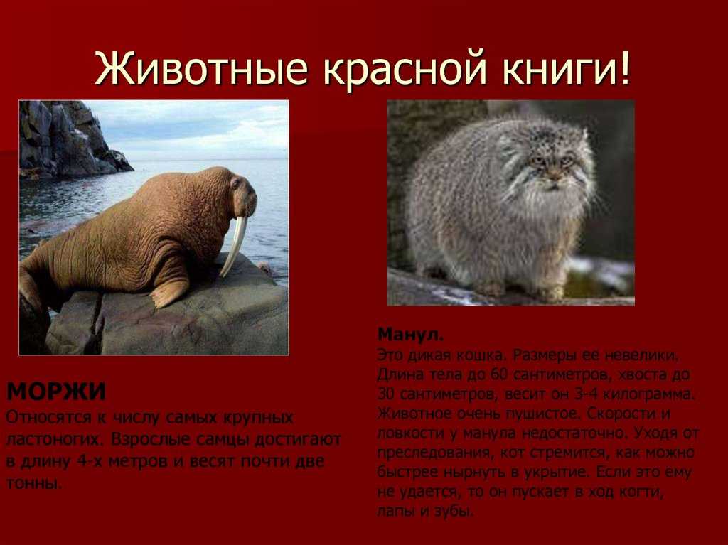 Фото животных и растения из красной книги россии с описанием. животные из красной книги россии для детей