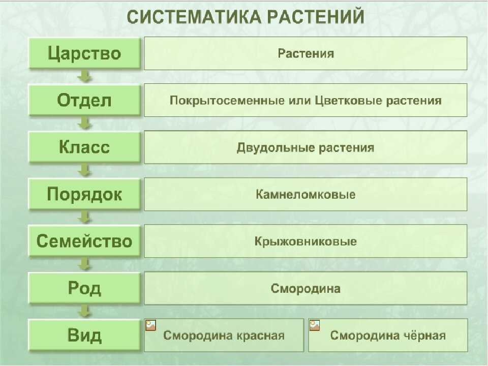 Полевые и луговые цветы и травы (130 фото) – каталог с названиями | огородникам инфо