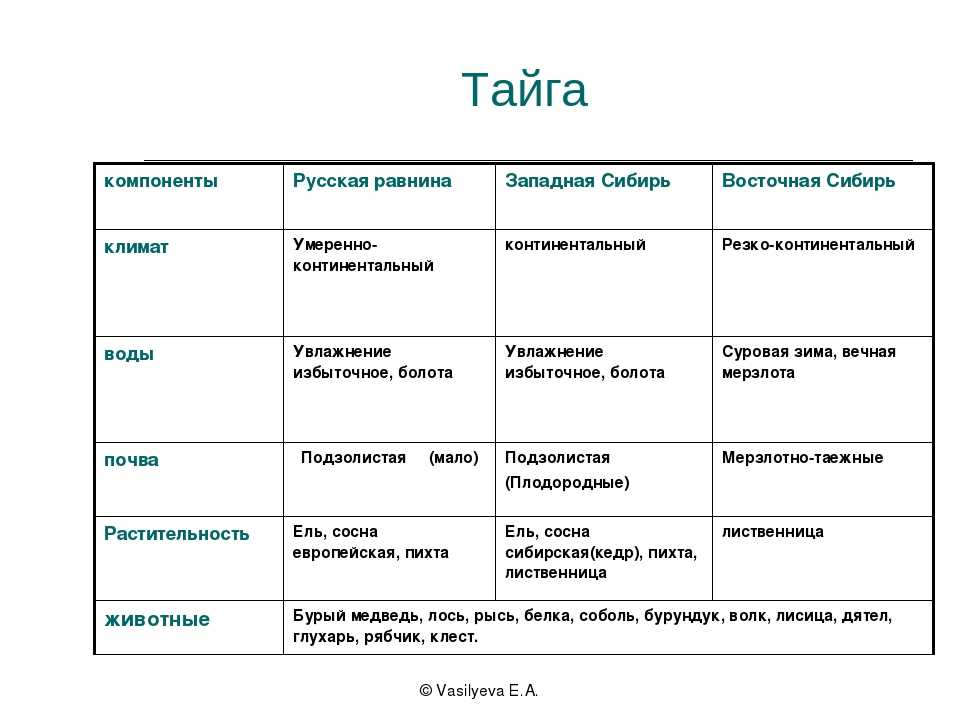 о тайге, ее особенностях и расположении Также описывается флора и фауна