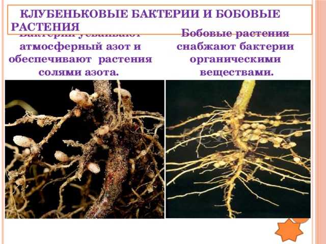 Семейство бобовые - общая характеристика, строение и представители