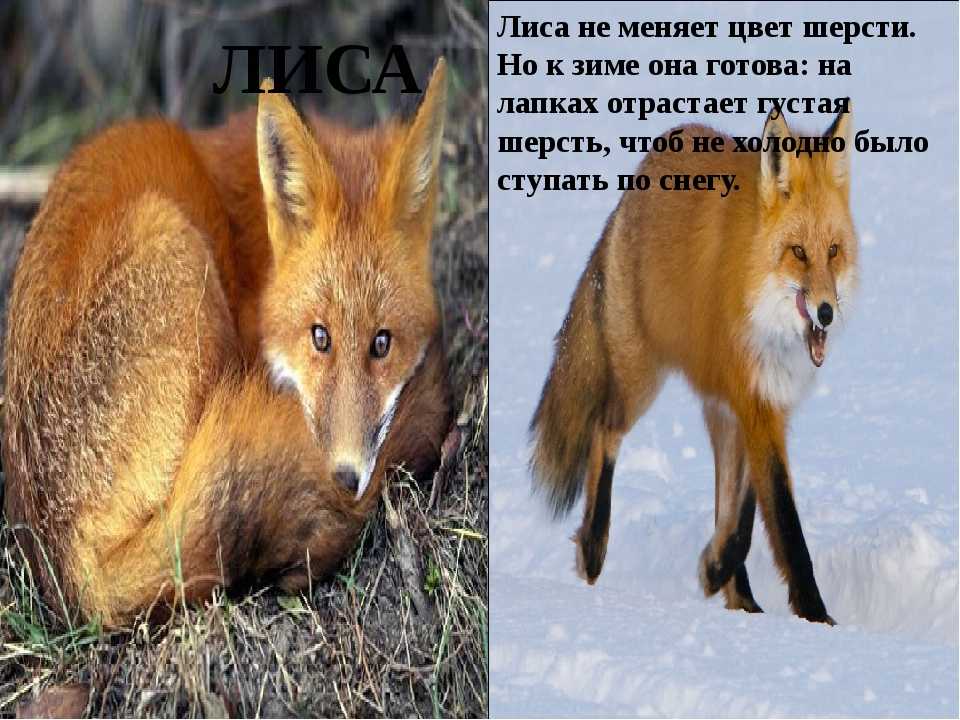 Рыси зимой: школа выживания для котят - зима - info.sibnet.ru