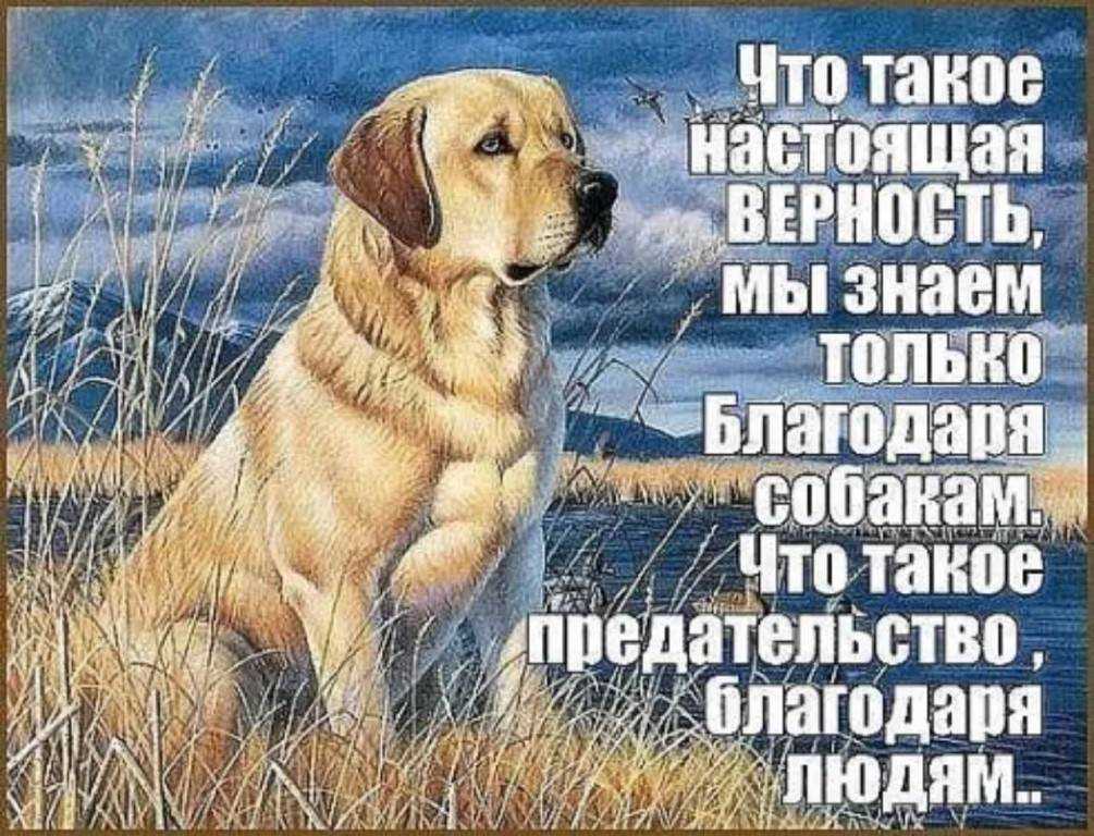 Любовь, преданность и защита: самые ласковые собаки в мире