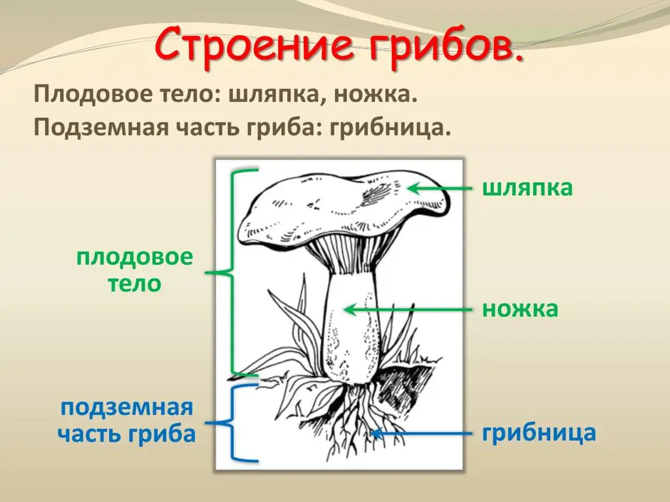 Шляпочные грибы – строение, как образуются споры (5 класс, биология)