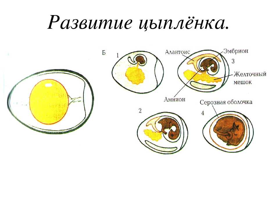 Развитие цыпленка в яйце: описание процесса по дням