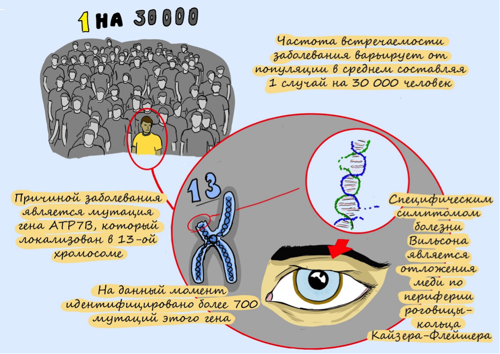 Причины, симптомы и лечение болезни вильсона-коновалова
