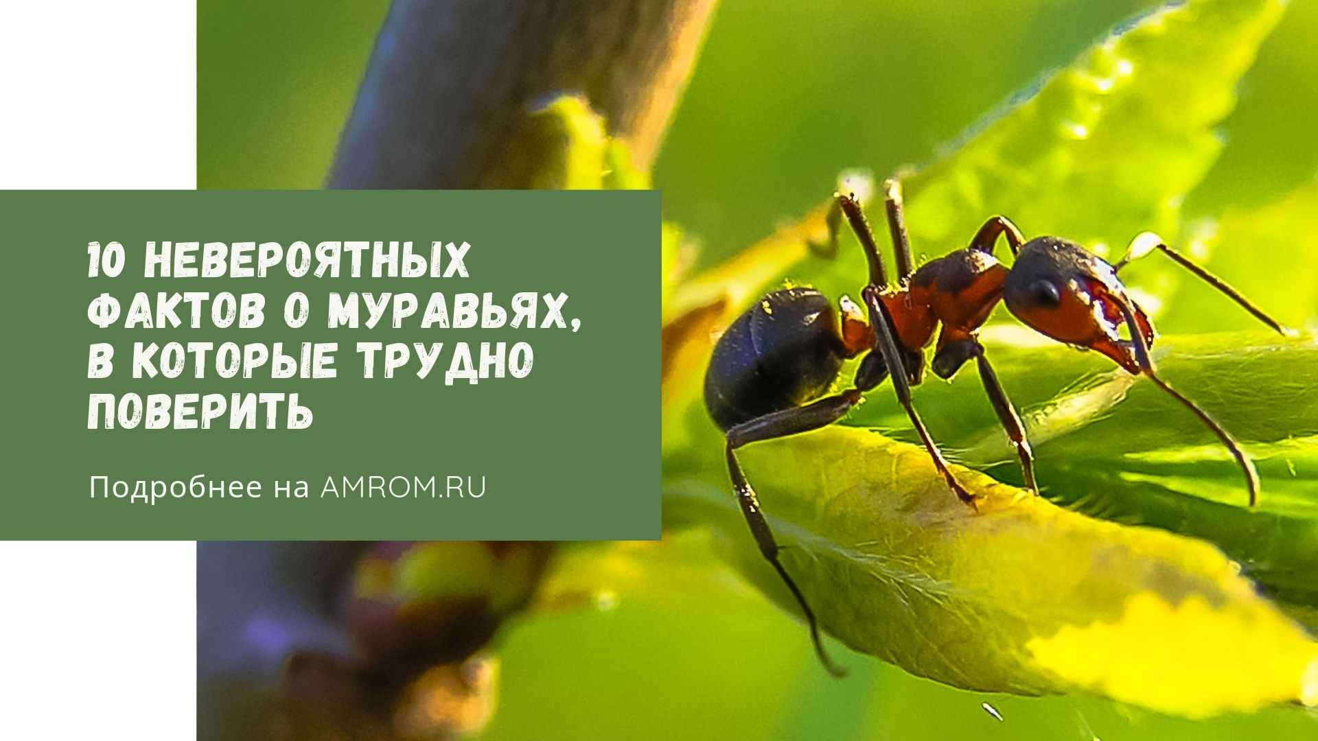 Какие интересные факты можно рассказать о себе