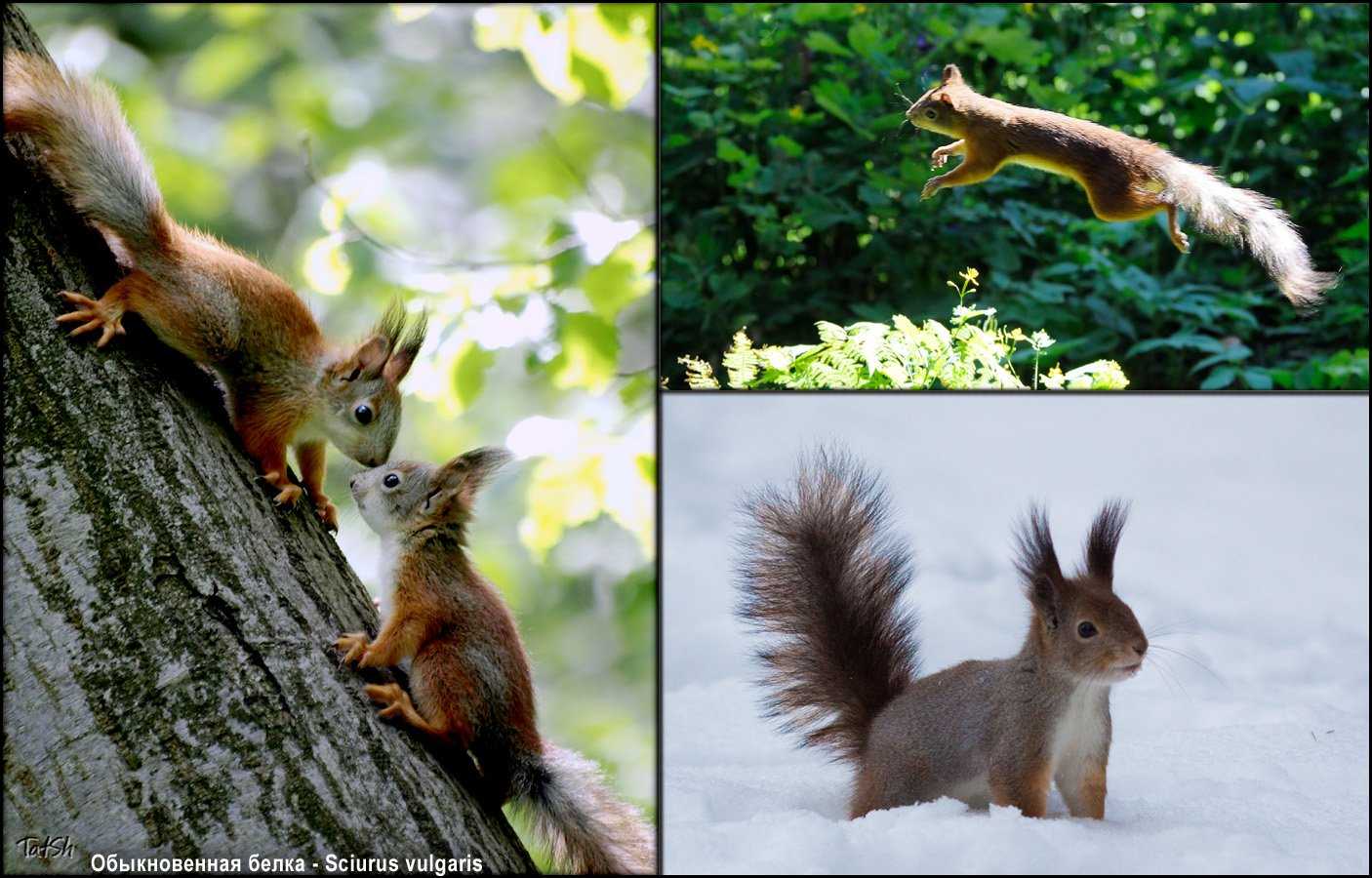 Белки летяги домашние: где обитают, сколько живут, интересные факты