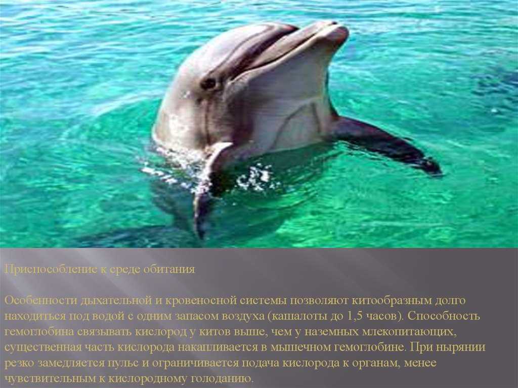 Дельфин — описание внешнего вида, дыхание, сон, места обитания, питание + 101 фото