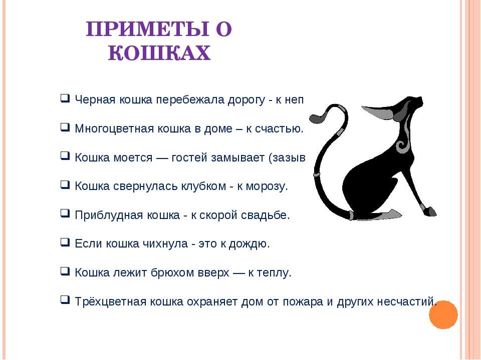 Как кошки проявляют любовь к хозяину