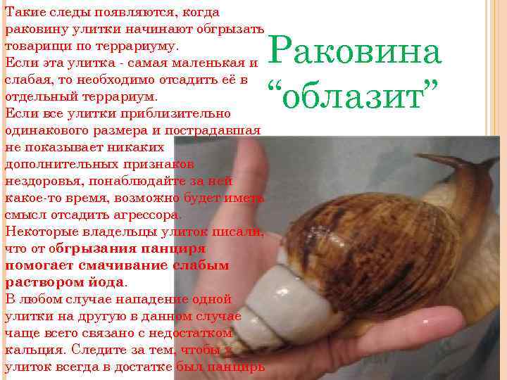 Как понять что улитка мертва