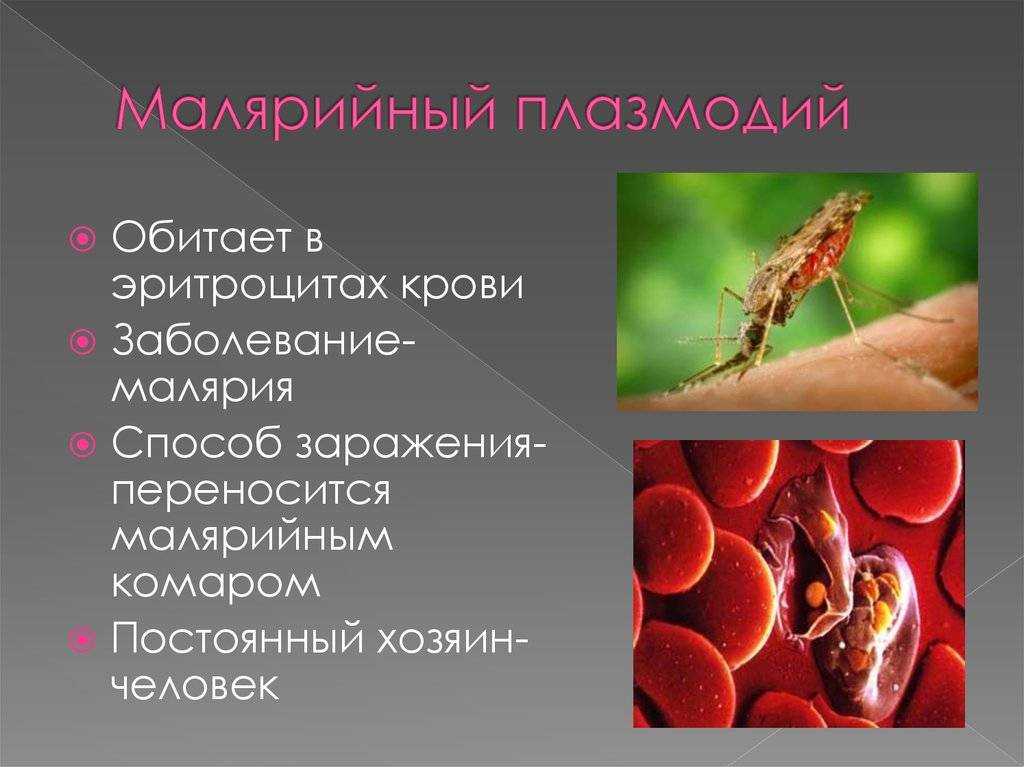 История малярии, или за что дали три нобелевки - телеканал "наука"