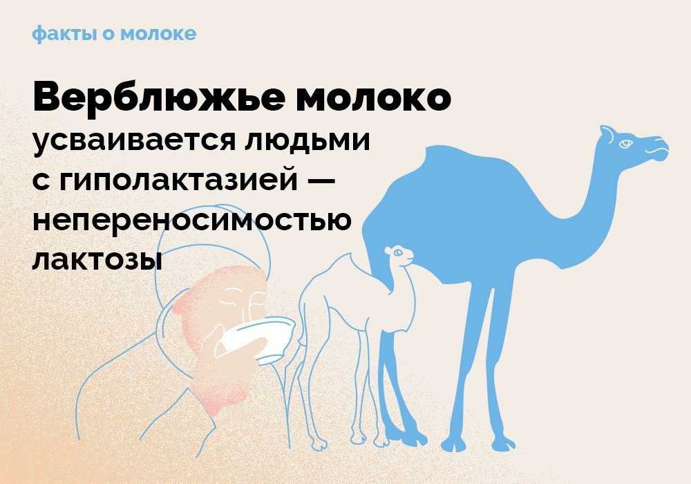 Молоко — интересные факты