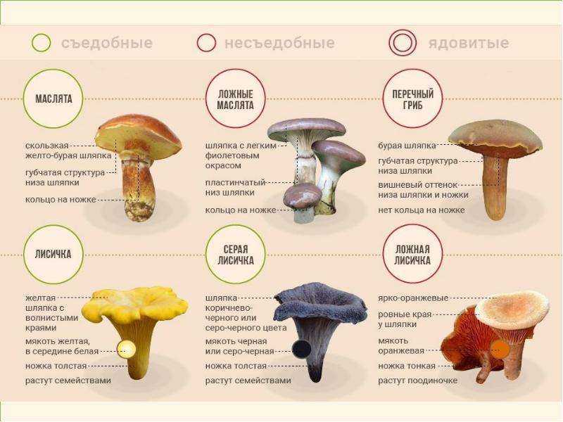 Грибы маслята - виды, ложные маслята, места сбора, рецепты