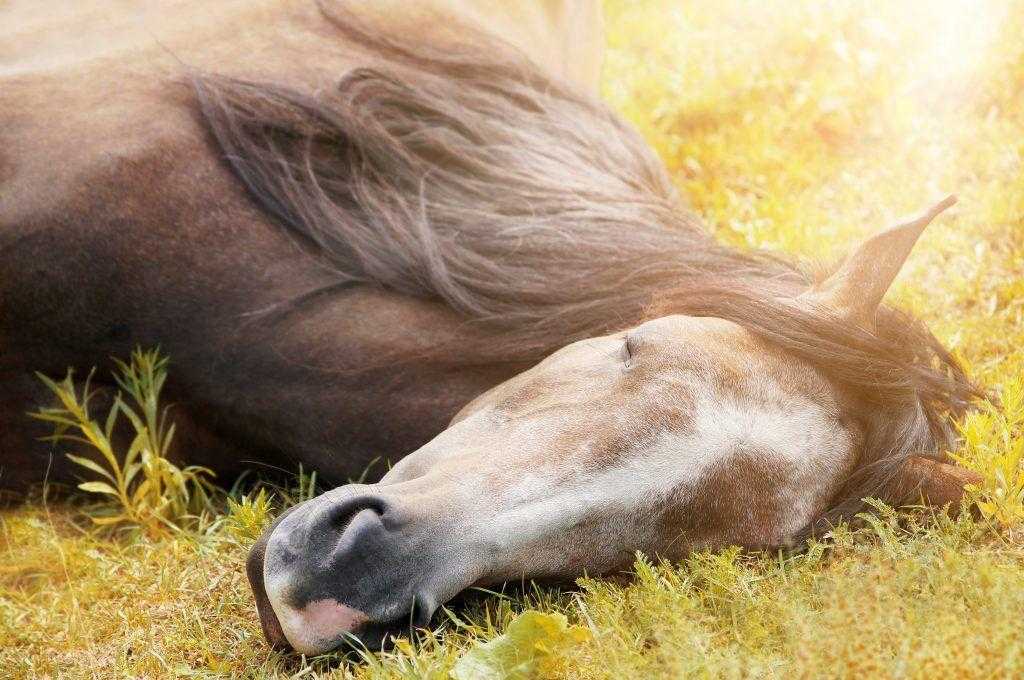 Снятся ли кошкам сны? что говорят учёные